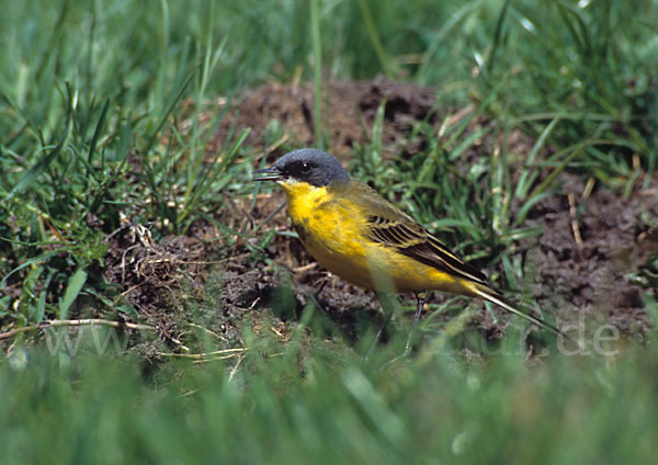 Nordische Schafstelze (Motacilla flava thunbergi)