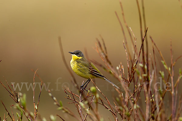 Nordische Schafstelze (Motacilla flava thunbergi)