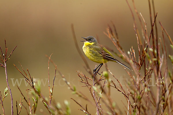 Nordische Schafstelze (Motacilla flava thunbergi)