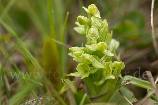 Nordische Waldhyazinthe (Platanthera hyperborea)