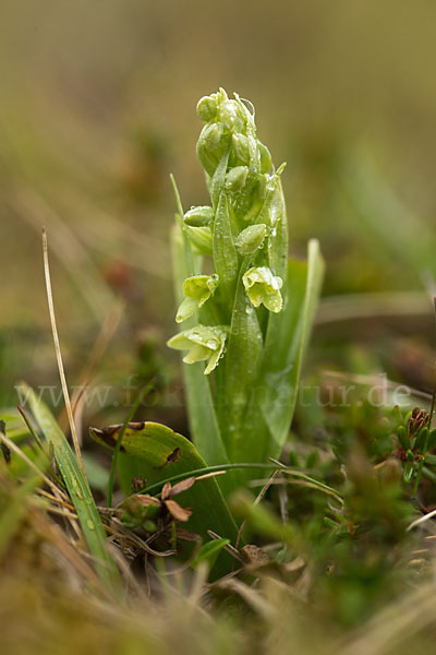 Nordische Waldhyazinthe (Platanthera hyperborea)