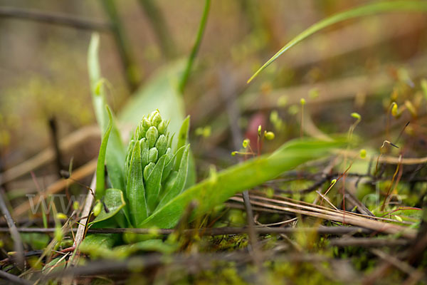 Nordische Waldhyazinthe (Platanthera hyperborea)