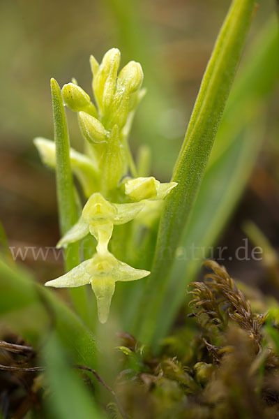 Nordische Waldhyazinthe (Platanthera hyperborea)