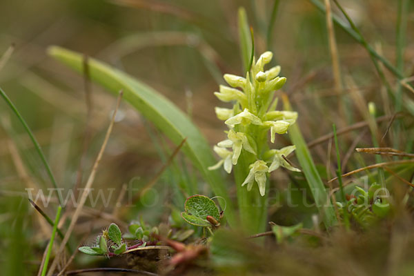 Nordische Waldhyazinthe (Platanthera hyperborea)