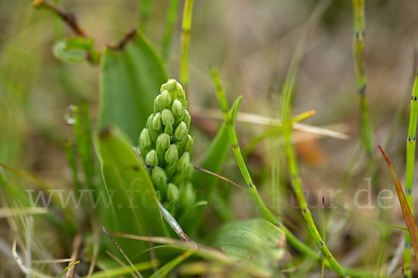 Nordische Waldhyazinthe (Platanthera hyperborea)