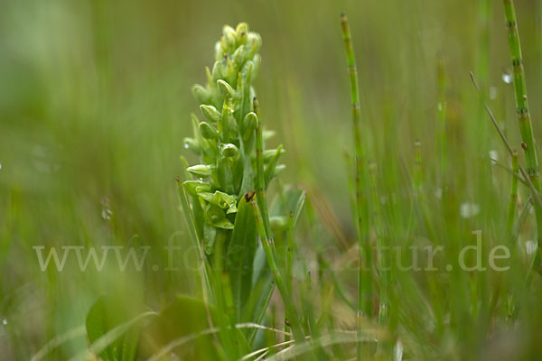 Nordische Waldhyazinthe (Platanthera hyperborea)