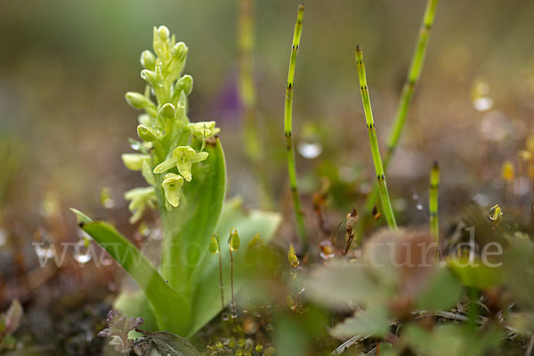 Nordische Waldhyazinthe (Platanthera hyperborea)