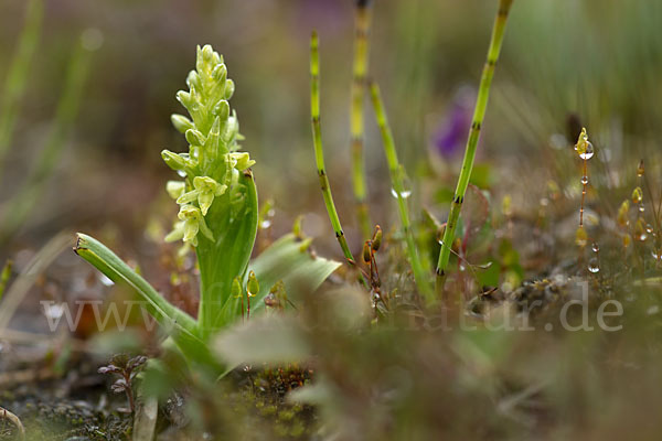 Nordische Waldhyazinthe (Platanthera hyperborea)