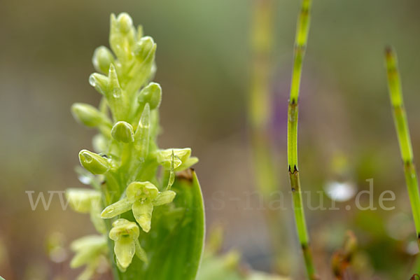 Nordische Waldhyazinthe (Platanthera hyperborea)