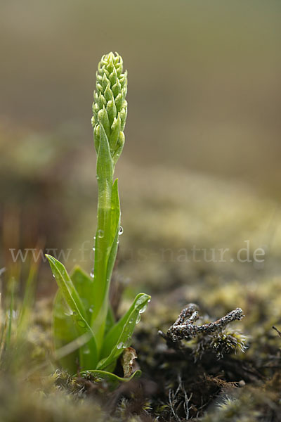 Nordische Waldhyazinthe (Platanthera hyperborea)