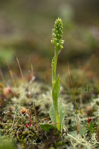 Nordische Waldhyazinthe (Platanthera hyperborea)