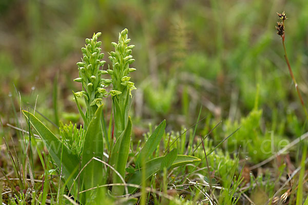 Nordische Waldhyazinthe (Platanthera hyperborea)