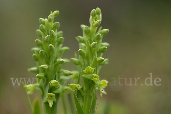 Nordische Waldhyazinthe (Platanthera hyperborea)