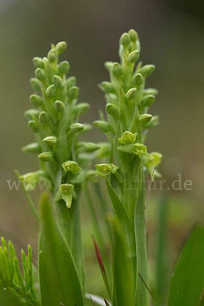 Nordische Waldhyazinthe (Platanthera hyperborea)