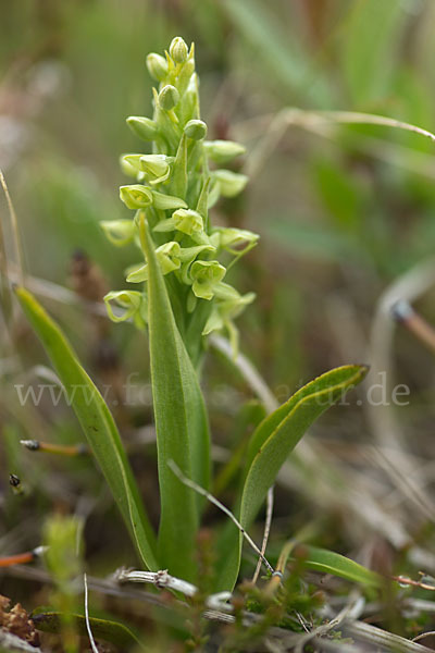 Nordische Waldhyazinthe (Platanthera hyperborea)