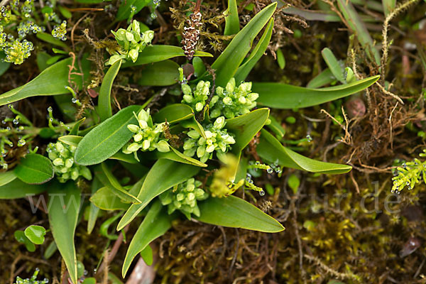 Nordische Waldhyazinthe (Platanthera hyperborea)