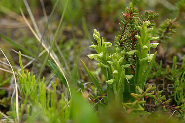 Nordische Waldhyazinthe (Platanthera hyperborea)