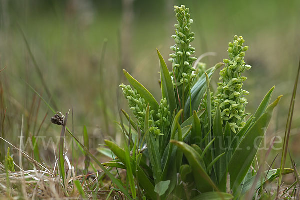 Nordische Waldhyazinthe (Platanthera hyperborea)