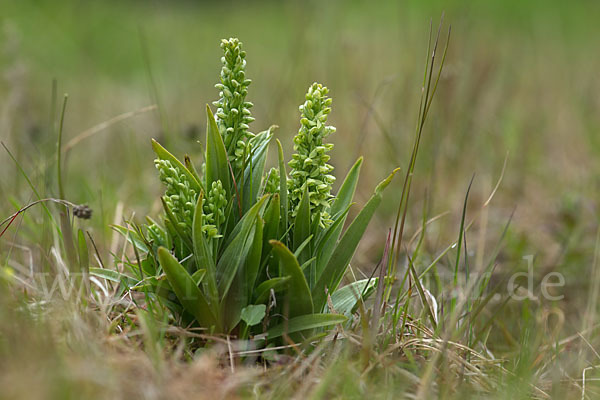 Nordische Waldhyazinthe (Platanthera hyperborea)