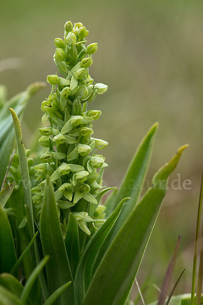 Nordische Waldhyazinthe (Platanthera hyperborea)