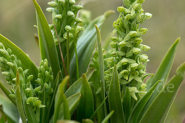 Nordische Waldhyazinthe (Platanthera hyperborea)