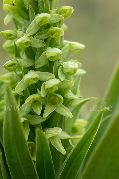 Nordische Waldhyazinthe (Platanthera hyperborea)