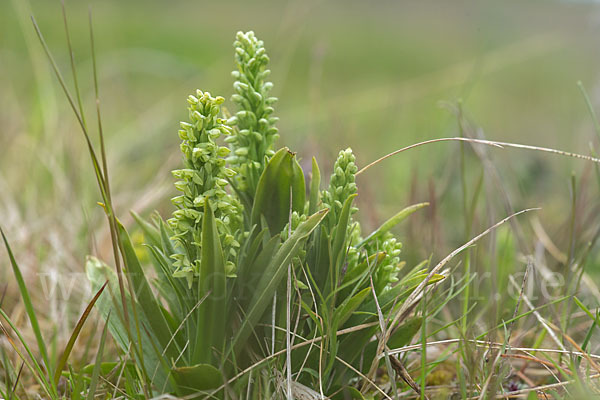 Nordische Waldhyazinthe (Platanthera hyperborea)