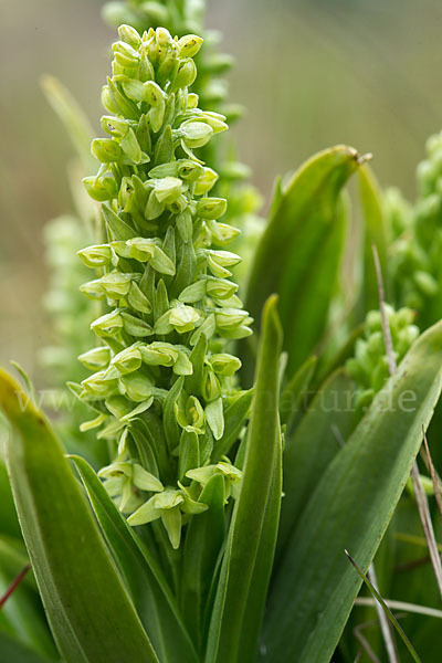 Nordische Waldhyazinthe (Platanthera hyperborea)