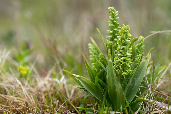 Nordische Waldhyazinthe (Platanthera hyperborea)