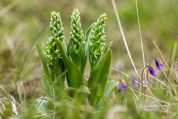 Nordische Waldhyazinthe (Platanthera hyperborea)