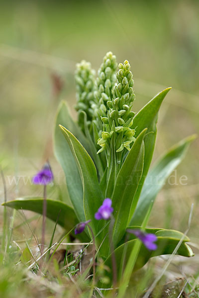 Nordische Waldhyazinthe (Platanthera hyperborea)