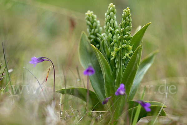 Nordische Waldhyazinthe (Platanthera hyperborea)