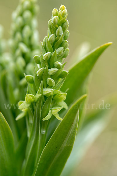 Nordische Waldhyazinthe (Platanthera hyperborea)