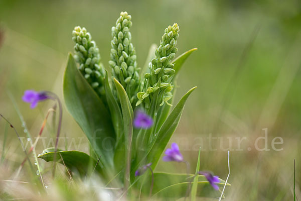 Nordische Waldhyazinthe (Platanthera hyperborea)