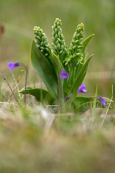 Nordische Waldhyazinthe (Platanthera hyperborea)