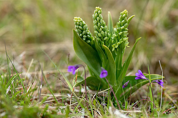 Nordische Waldhyazinthe (Platanthera hyperborea)