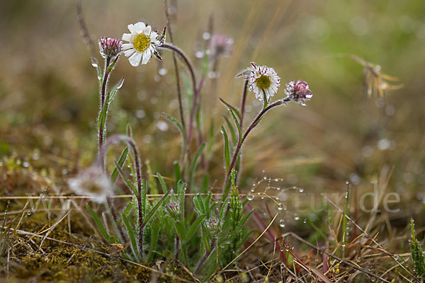 Nordisches Berufkraut (Erigon borealis)