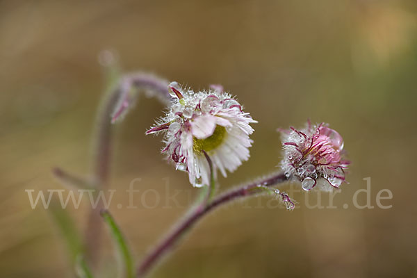 Nordisches Berufkraut (Erigon borealis)