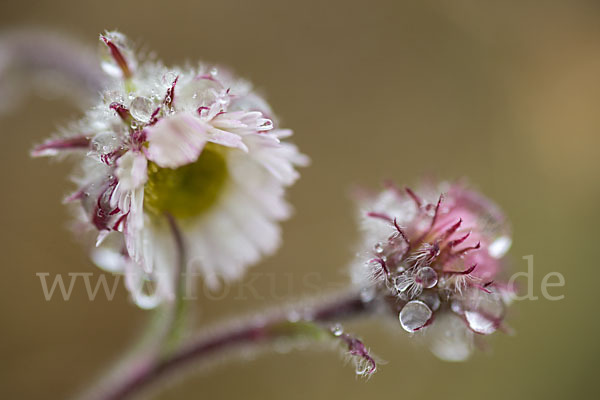 Nordisches Berufkraut (Erigon borealis)