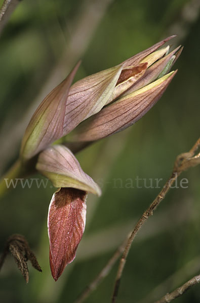 Nurra-Zungenstendel (Serapias nurrica)