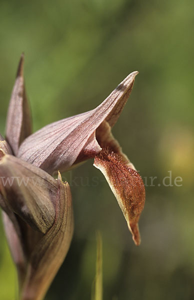 Nurra-Zungenstendel (Serapias nurrica)