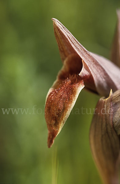 Nurra-Zungenstendel (Serapias nurrica)