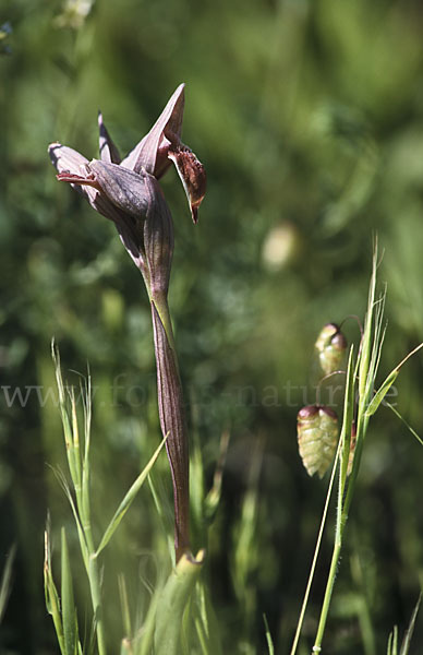 Nurra-Zungenstendel (Serapias nurrica)