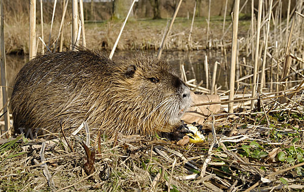 Nutria (Myocastor coypus)