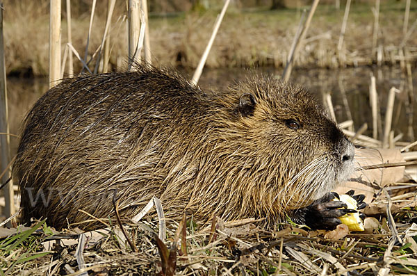 Nutria (Myocastor coypus)