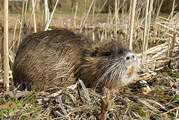 Nutria (Myocastor coypus)