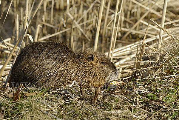 Nutria (Myocastor coypus)