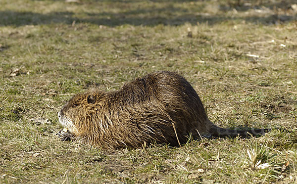 Nutria (Myocastor coypus)