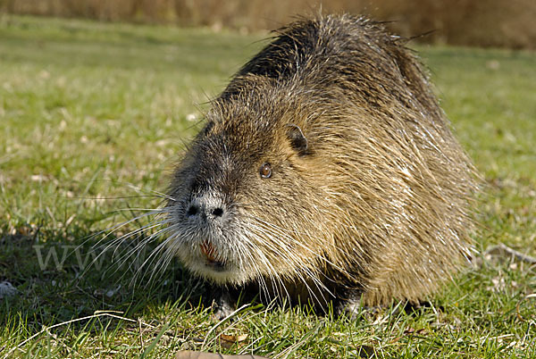 Nutria (Myocastor coypus)