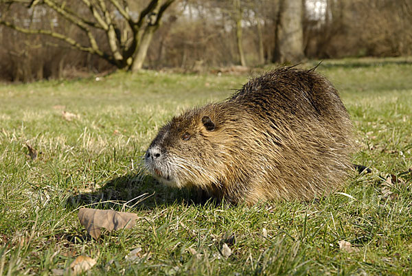 Nutria (Myocastor coypus)